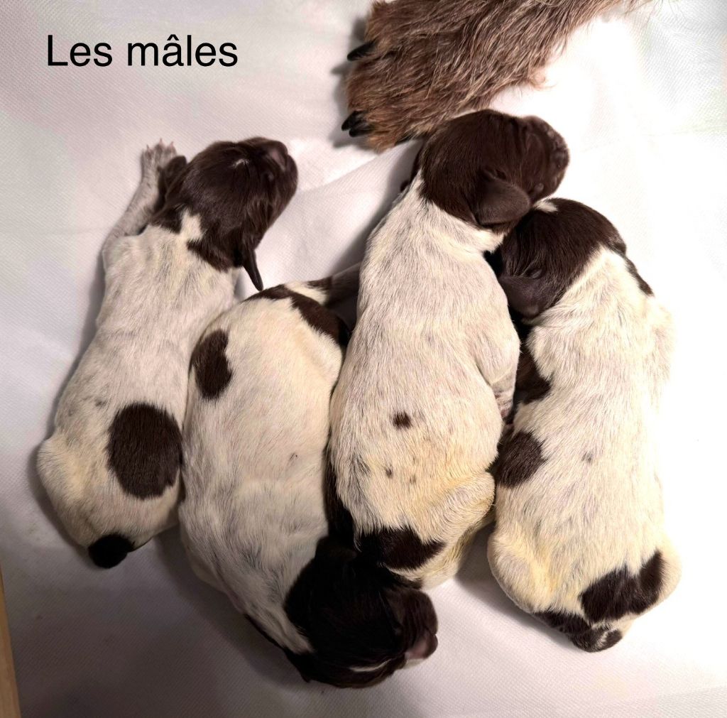 Les mâles nés le 20 avril 2025 disponibles à la réservation