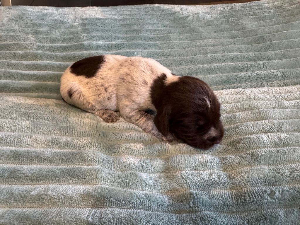 Des Plaines D'Ostrevant - Chiots disponibles - Griffon d'arrêt à poil dur Korthals