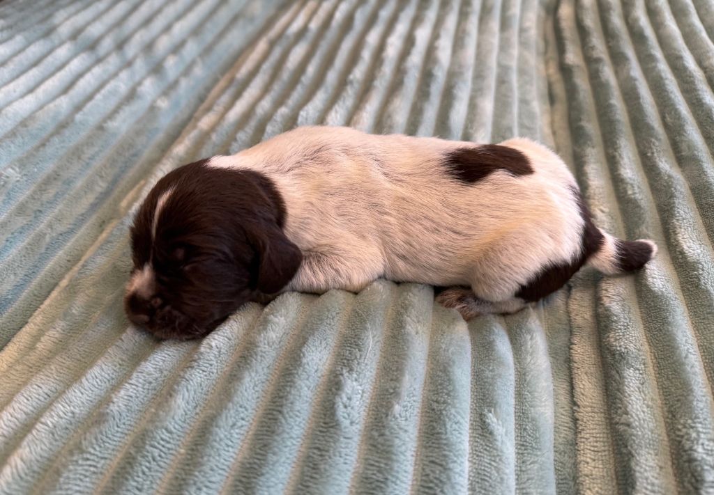 Des Plaines D'Ostrevant - Chiots disponibles - Griffon d'arrêt à poil dur Korthals