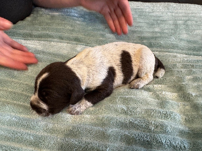 CHIOT