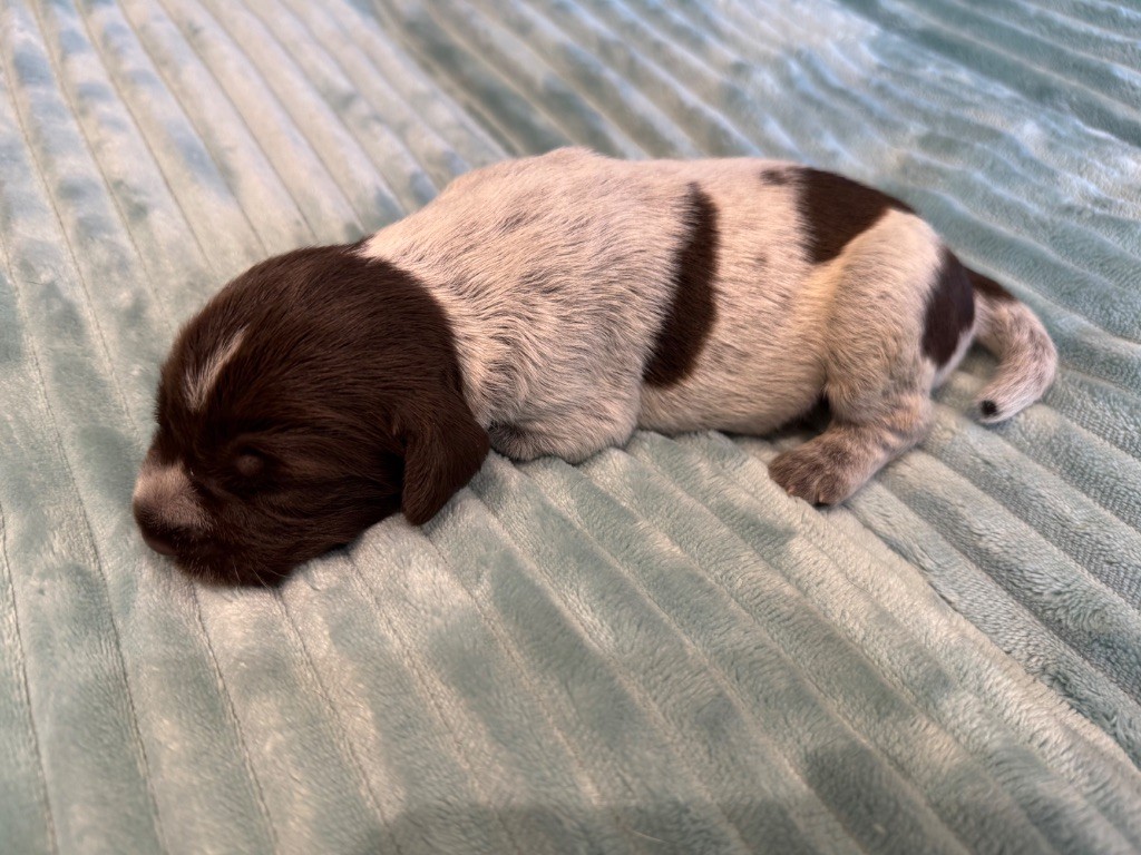 Des Plaines D'Ostrevant - Chiots disponibles - Griffon d'arrêt à poil dur Korthals